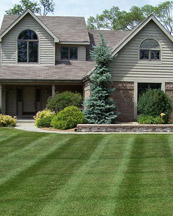 home-lawn